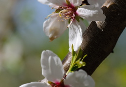 almond blossoms